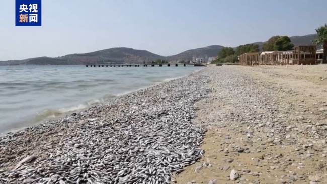 大量死鱼堵塞希腊港口 旅游胜地进入紧急状态